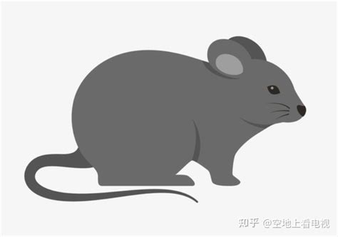 属鼠和什么属相最配 老鼠跟什么生肖合得来 - 万年历