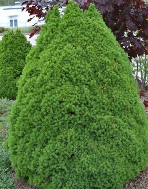 Picea glauca 'Conica' #10 - Dwarf Alberta Spruce - Wagon Wheel