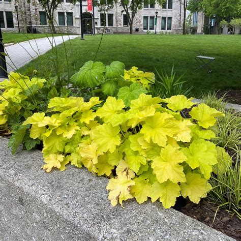 Heuchera villosa ‘Citronelle’ (Coral Bells) - Cavano’s Perennials