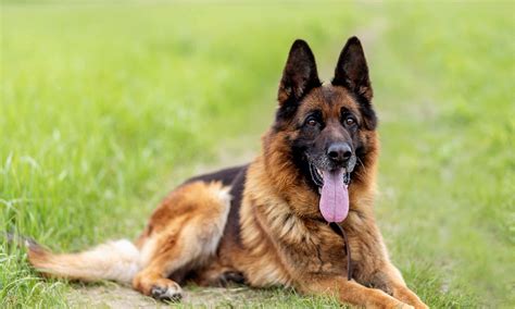 Are Police German Shepherd Commands