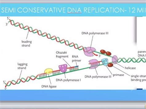 Semi Conservative DNA Replication Model Project 的图像结果