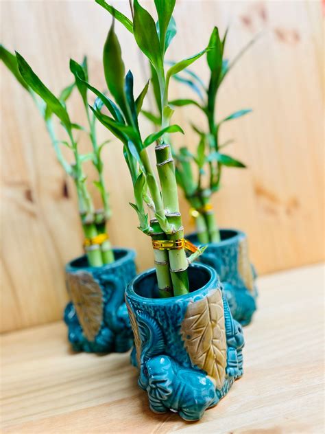 Lucky Bamboo Round Ceramic Elephant + 3 Stem 6”6”8” Bamboo ...