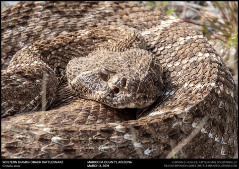 Western Diamondback Rattlesnake - Rattlesnake Solutions