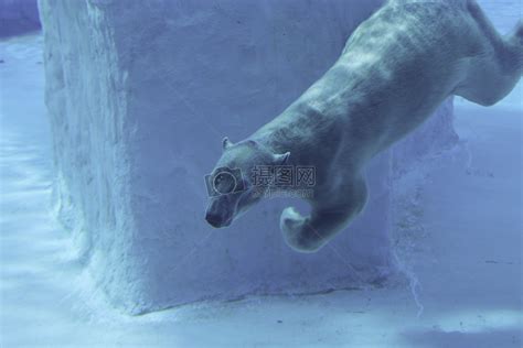 水下的北极熊高清图片下载-正版图片500476347-摄图网