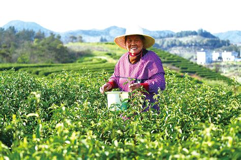 溯茶文化之根源，探采茶戏之流脉 | 于都县信息公开