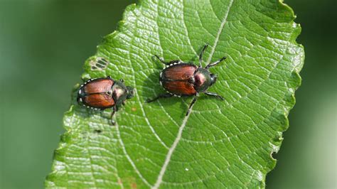 Japanese Beetle Control