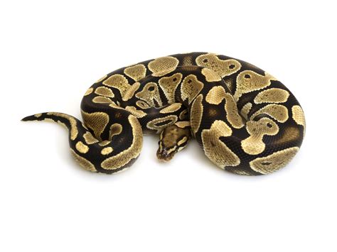 Image result for Lace Ball Python