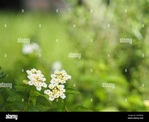 White flower Lantana camara, Verbenaceae blooming in garden on blurred of nature background ...