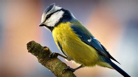 Download wallpaper 1920x1080 birds, color, beak, sitting full hd, hdtv ...