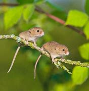 Image result for Cute Mouse in Teacup