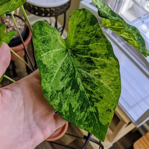Caladium Frog in a Blender 1 Tuber - Sibullilled