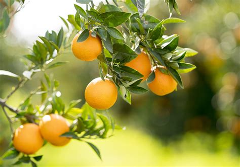橙子树苗如何栽培及管理，适合在哪里种植 - 花百科