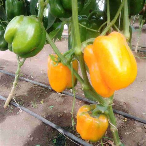 Exploring the Nutritional Value of Bell Peppers