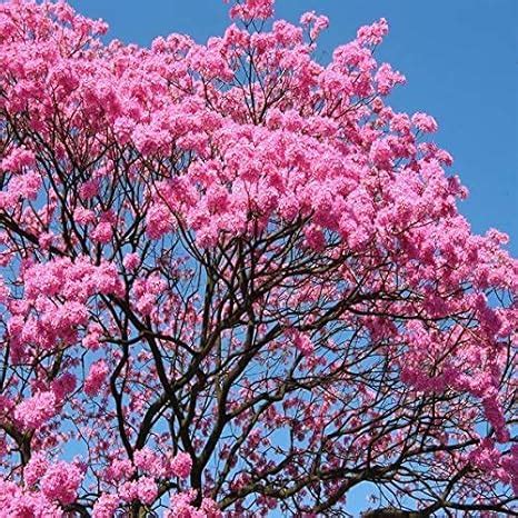 Plant Nursery Online Tabebuia avellanedae, Pink Trumpet Tree (Pack of 1 ...