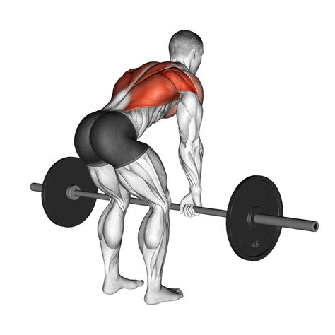 Master the Barbell Bent Over Row for a Stronger Upper Back – Fitness Volt