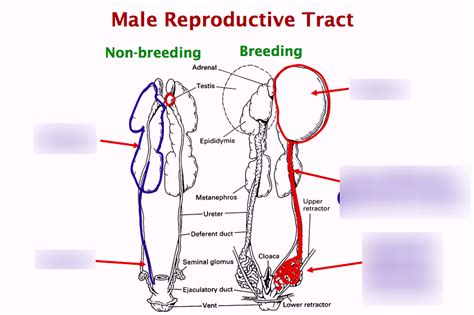 Image result for Male Bird Reproductive System
