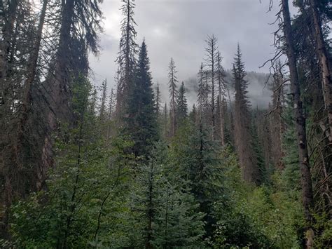 Membership - Sierra Club Canada | Sierra Club Canada