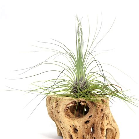 How to Mount Air Plants 的图像结果