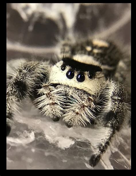 Jumping Spider Breeders? : r/jumpingspiders