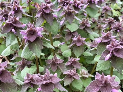 Wisconsin Wildflower | Purple (Red) Dead-nettle | Lamium purpureum