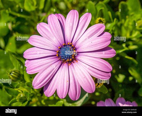 spanish daisy with a natural background Stock Photo - Alamy