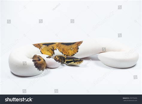 Image result for Pied Python