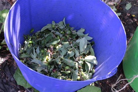 Image result for Codling Moth Control