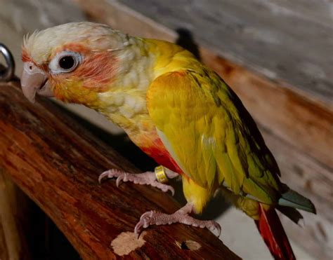 Pineapple Green Cheek Conure