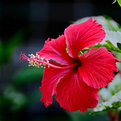 Hibiscus Flower Meaning and Symbolism - SimplyBeyondHerbs