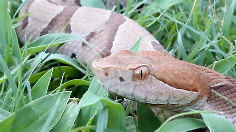 Stay safe from copperhead snakes this fall in Georgia | Columbus Ledger ...