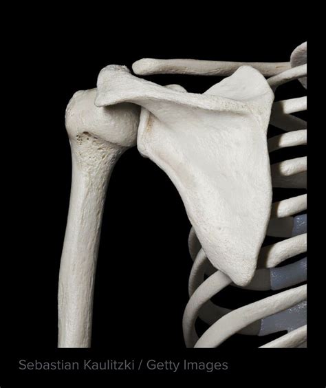 Pin by H on Science winter break | Body bones, Shoulder bones, Body anatomy