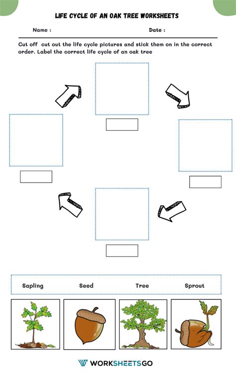 Image result for Tree Life Cycle