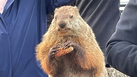 Punxsutawney Phil has sees his shadow, predicts 6 more weeks of winter 86% of the time | wusa9.com