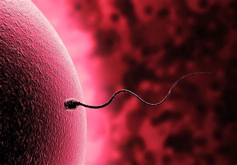 Feels Like Sperm Is Blocked | What Are The Causes Of It?