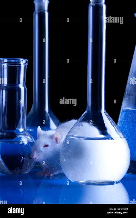 Image result for Using Lab Rats for Testing