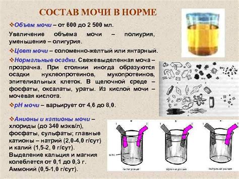 ФУНКЦИОНАЛЬНАЯ БИОХИМИЯ ПОЧЕК И МОЧЕОБРАЗОВАНИЯ ПАТОЛОГИИ ПОЧЕК