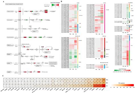 Physiological, Epigenetic, and Transcriptome Analyses Provide Insights ...