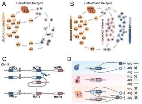 Practical Approaches for the Yeast Saccharomyces cerevisiae Genome ...