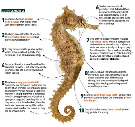 Facts About Seahorse
