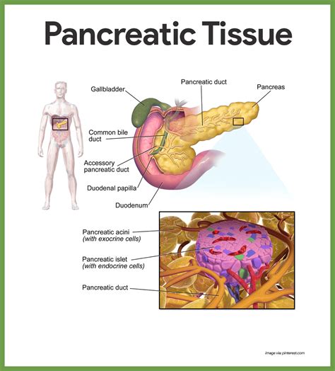 Endocrine System Anatomy and Physiology - Nurseslabs