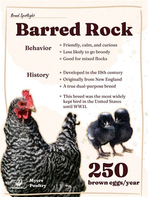 Rustic Rock Chicken