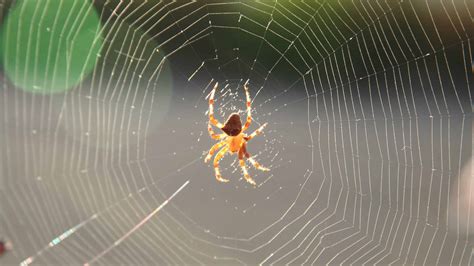 Cat-Faced Spider Animal Facts - Araneus gemmoides - A-Z Animals