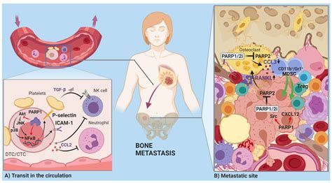The PARP Enzyme Family and the Hallmarks of Cancer Part 2: Hallmarks ...