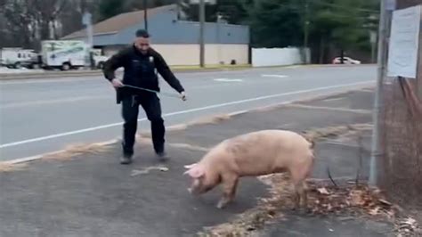Police officers laugh as they struggle to apprehend a runaway pig