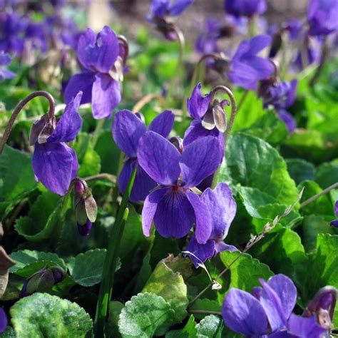 About Magic Garden Seeds