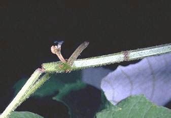 TNAU Agritech Portal :: Crop Protection