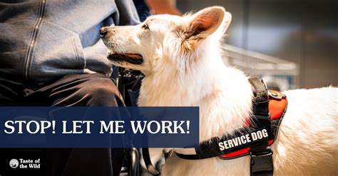 Should You Really Not Pet On-Duty Service Dogs?