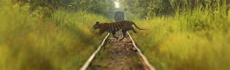 Nature travel, wildlife photography and conservation stories from India ...