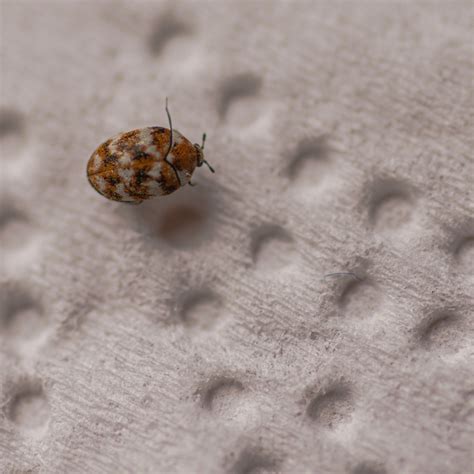Getting Rid of Carpet Beetles | ThriftyFun