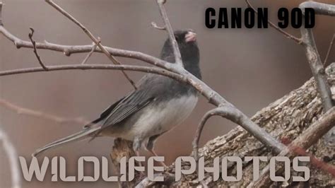 Image result for Back Yard EOS Tutorial